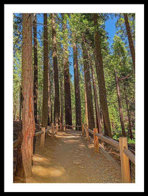 Hiking Trail in Mariposa Grove of Giant Sequoias - Framed Print