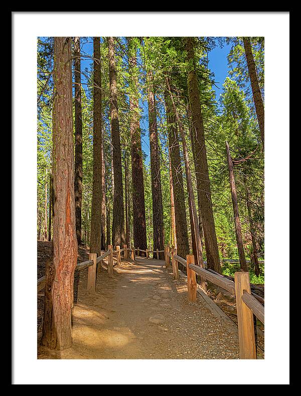 Hiking Trail in Mariposa Grove of Giant Sequoias - Framed Print