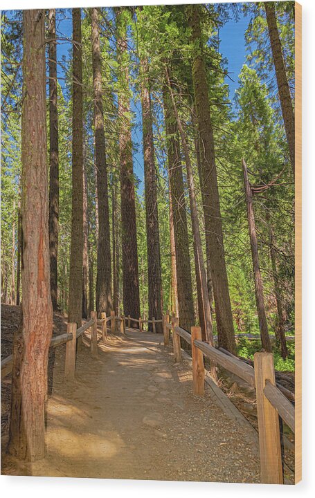 Hiking Trail in Mariposa Grove of Giant Sequoias - Wood Print