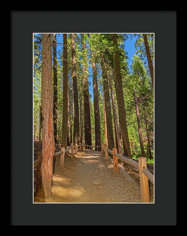 Hiking Trail in Mariposa Grove of Giant Sequoias - Framed Print