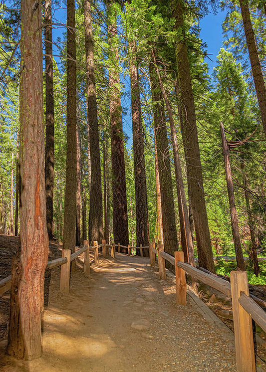Hiking Trail in Mariposa Grove of Giant Sequoias - Art Print