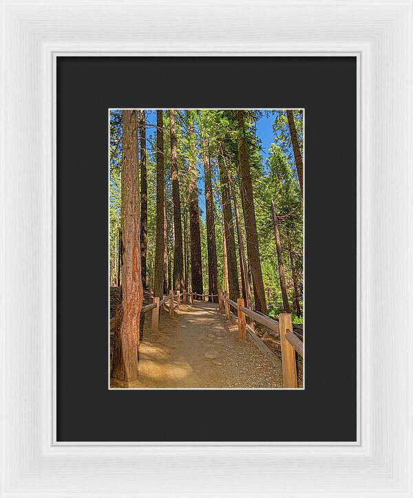 Hiking Trail in Mariposa Grove of Giant Sequoias - Framed Print