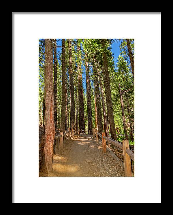 Hiking Trail in Mariposa Grove of Giant Sequoias - Framed Print