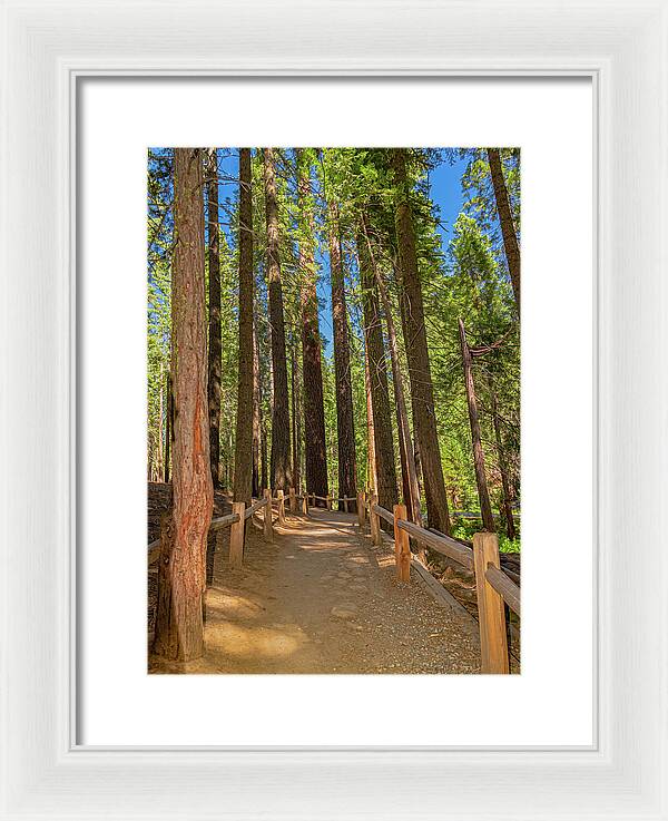 Hiking Trail in Mariposa Grove of Giant Sequoias - Framed Print