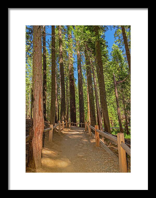 Hiking Trail in Mariposa Grove of Giant Sequoias - Framed Print