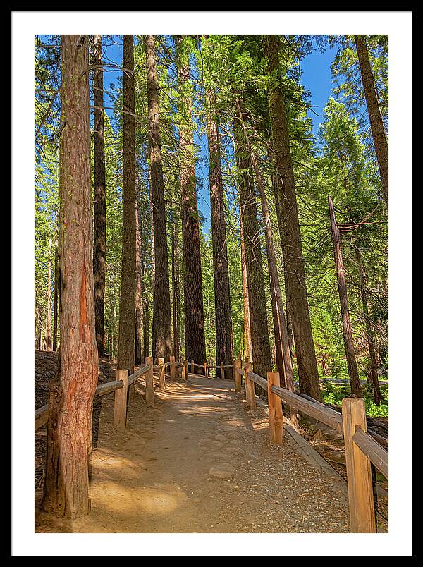 Hiking Trail in Mariposa Grove of Giant Sequoias - Framed Print