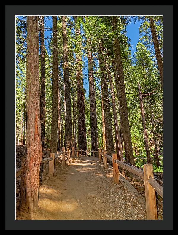 Hiking Trail in Mariposa Grove of Giant Sequoias - Framed Print
