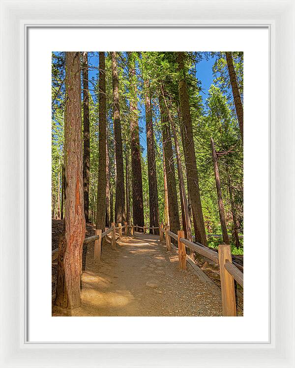 Hiking Trail in Mariposa Grove of Giant Sequoias - Framed Print