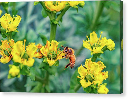 Holding on to Dear Life of a Bee - Canvas Print