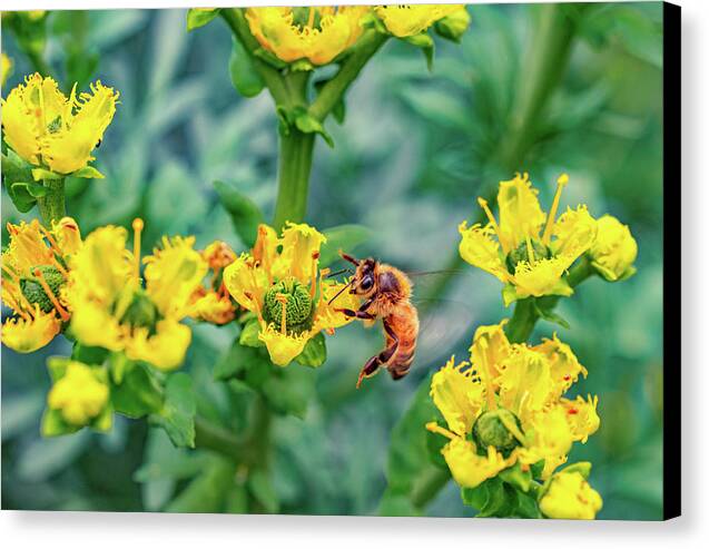 Holding on to Dear Life of a Bee - Canvas Print