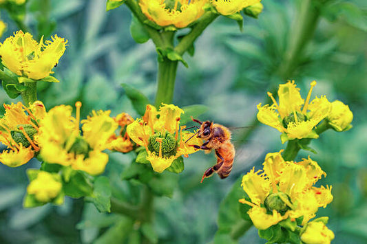 Holding on to Dear Life of a Bee - Art Print