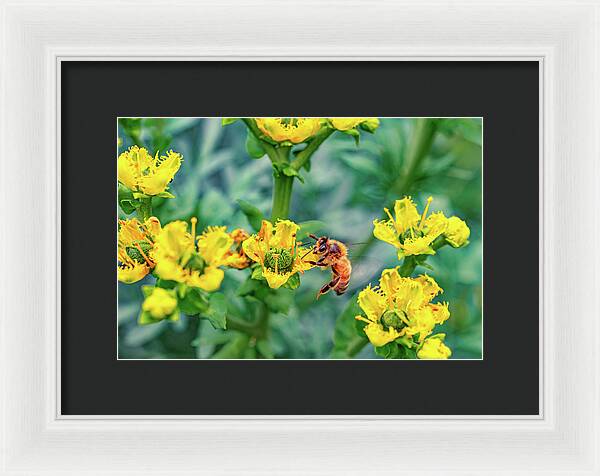 Holding on to Dear Life of a Bee - Framed Print