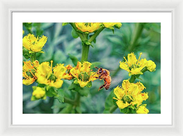 Holding on to Dear Life of a Bee - Framed Print