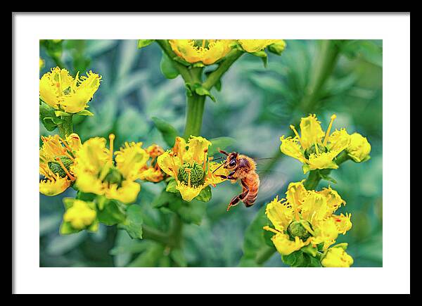 Holding on to Dear Life of a Bee - Framed Print