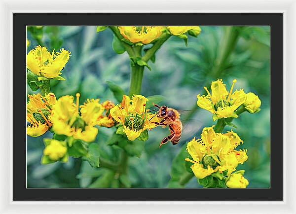 Holding on to Dear Life of a Bee - Framed Print