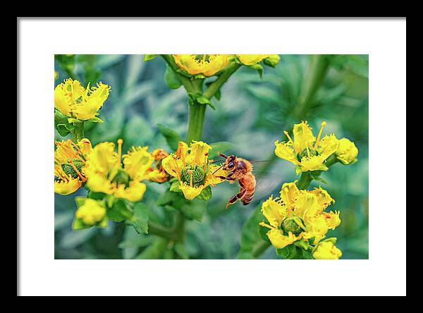 Holding on to Dear Life of a Bee - Framed Print