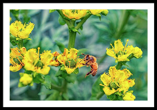 Holding on to Dear Life of a Bee - Framed Print