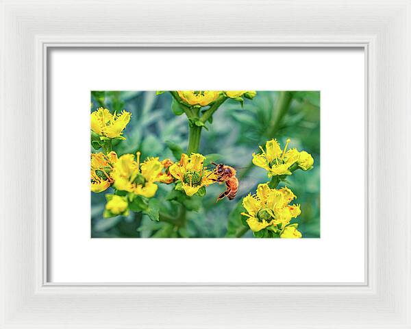 Holding on to Dear Life of a Bee - Framed Print