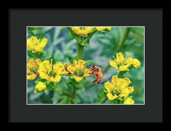 Holding on to Dear Life of a Bee - Framed Print