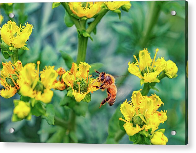 Holding on to Dear Life of a Bee - Acrylic Print