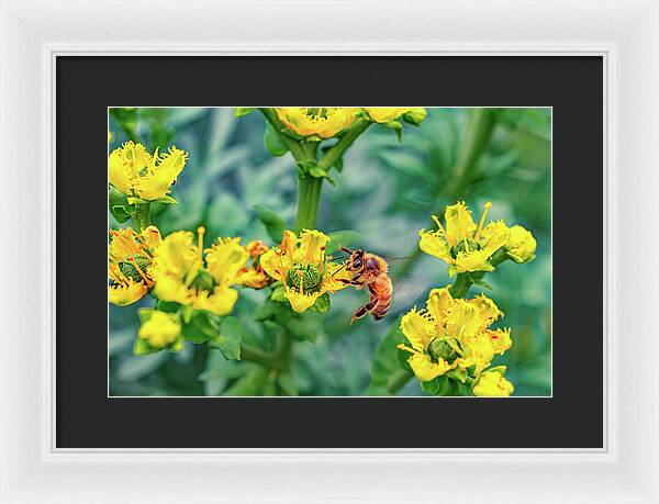 Holding on to Dear Life of a Bee - Framed Print