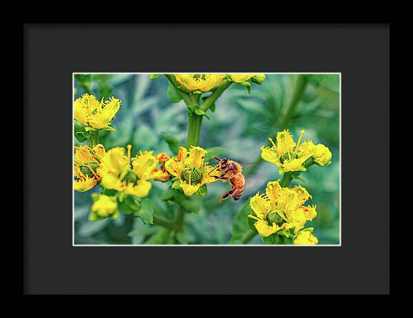 Holding on to Dear Life of a Bee - Framed Print