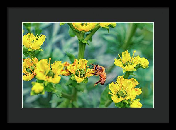 Holding on to Dear Life of a Bee - Framed Print