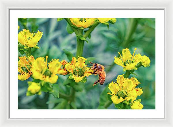 Holding on to Dear Life of a Bee - Framed Print