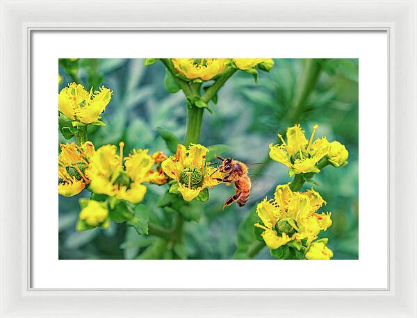 Holding on to Dear Life of a Bee - Framed Print