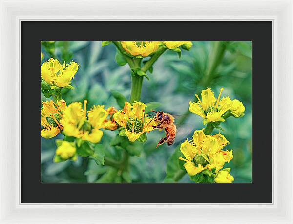 Holding on to Dear Life of a Bee - Framed Print