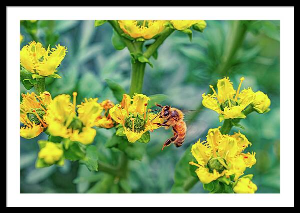 Holding on to Dear Life of a Bee - Framed Print