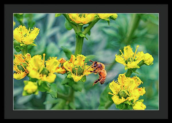 Holding on to Dear Life of a Bee - Framed Print