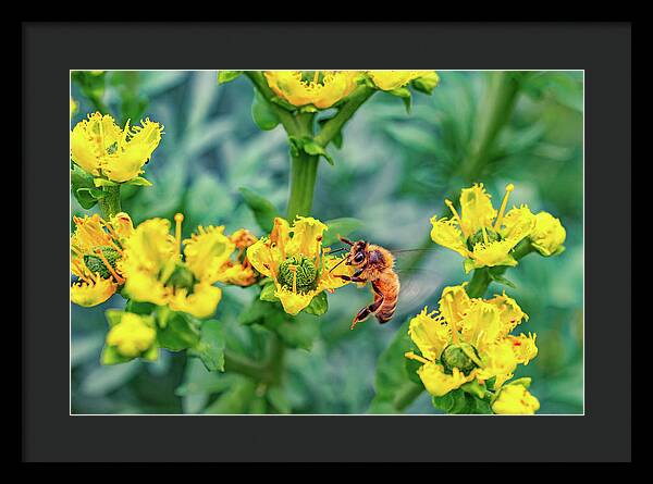 Holding on to Dear Life of a Bee - Framed Print