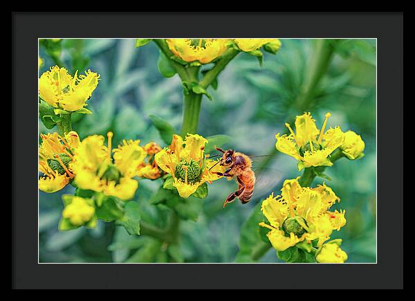 Holding on to Dear Life of a Bee - Framed Print