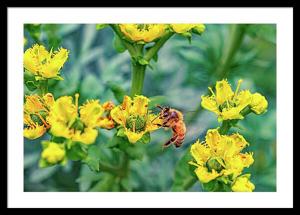 Holding on to Dear Life of a Bee - Framed Print