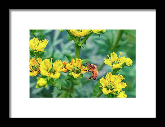 Holding on to Dear Life of a Bee - Framed Print