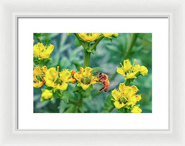 Holding on to Dear Life of a Bee - Framed Print