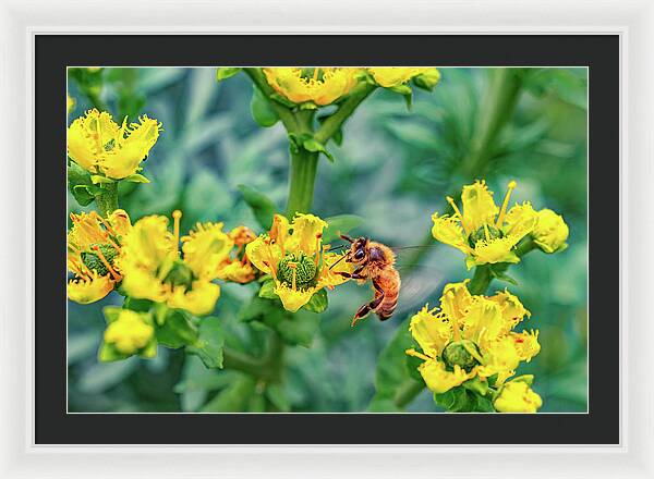 Holding on to Dear Life of a Bee - Framed Print
