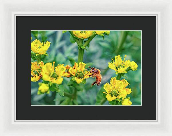 Holding on to Dear Life of a Bee - Framed Print