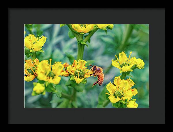 Holding on to Dear Life of a Bee - Framed Print