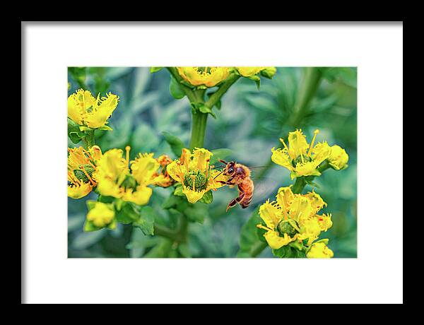 Holding on to Dear Life of a Bee - Framed Print