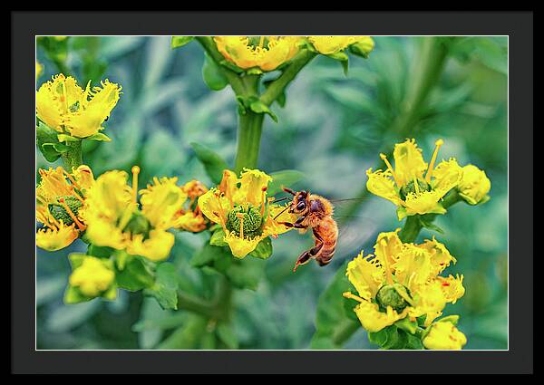 Holding on to Dear Life of a Bee - Framed Print