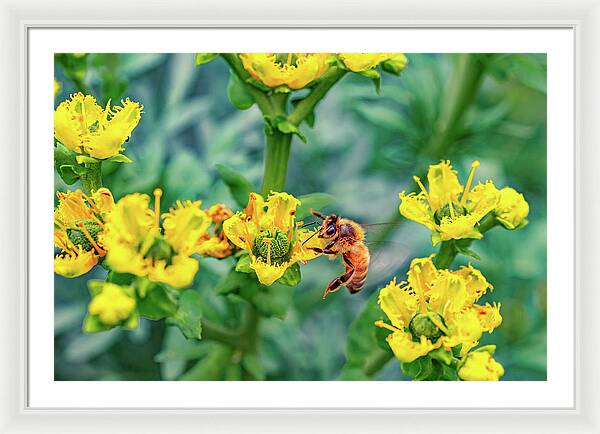 Holding on to Dear Life of a Bee - Framed Print