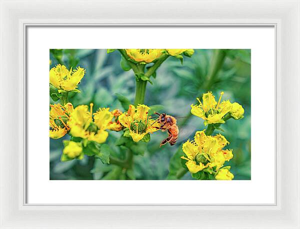Holding on to Dear Life of a Bee - Framed Print