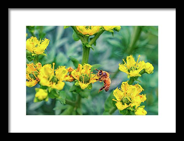 Holding on to Dear Life of a Bee - Framed Print