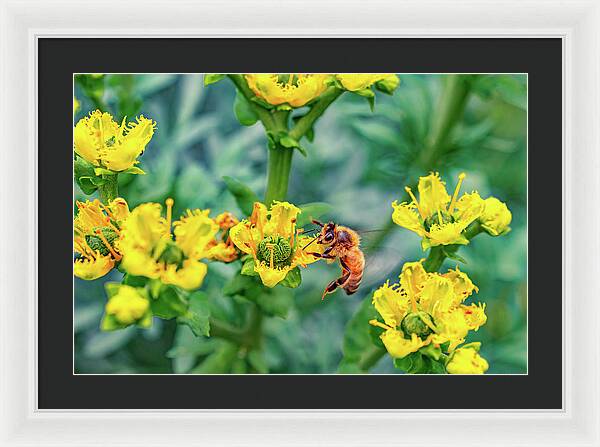 Holding on to Dear Life of a Bee - Framed Print