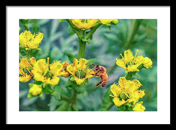 Holding on to Dear Life of a Bee - Framed Print