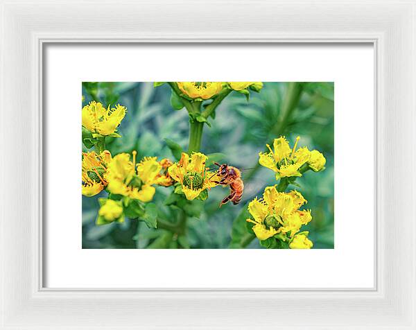 Holding on to Dear Life of a Bee - Framed Print