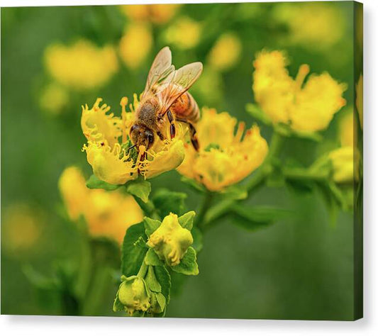 Landscape of a bee and yellow flowers - Canvas Print