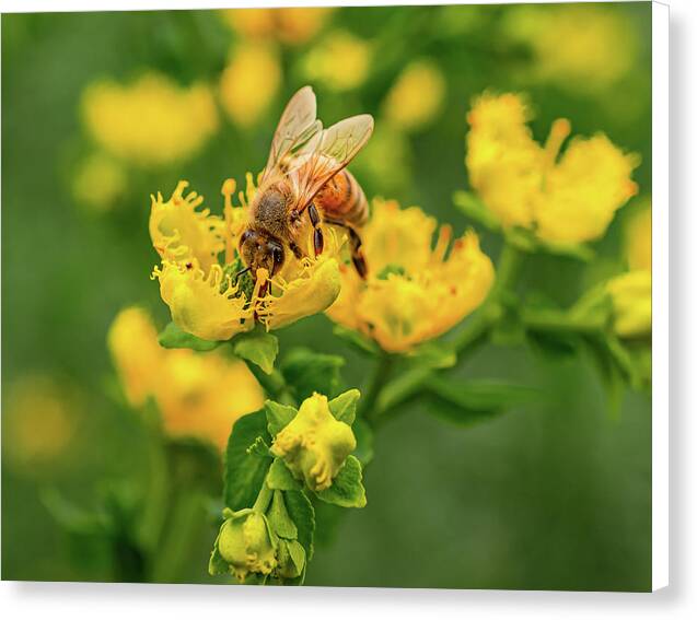 Landscape of a bee and yellow flowers - Canvas Print